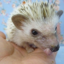 ハリネズミ　パイド　男の子！