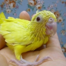 手乗りマメルリハ　アメリカンイエローヘビーパイドファロー　女の子のヒナ