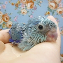 手乗りマメルリハ　ブルー　男の子のヒナ