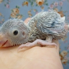 手乗りマメルリハ　アメリカンホワイト　男の子のヒナ