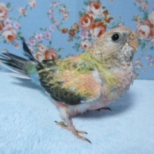 手乗りアキクサインコ　ローズ　ヒナ餌卒業済