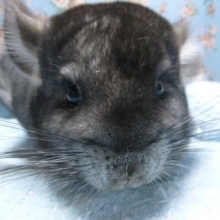 チンチラ　ノーマルグレーの男の子