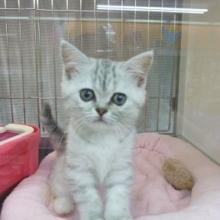 ミックス猫（アメショ×チンチラ）の女の子