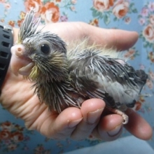 手乗りオカメインコ　ノーマルのヒナ
