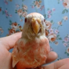 手乗りアキクサインコ　ルビノーヒナ