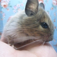 パイドデグーの男の子！