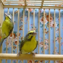 セイオウ鳥（青黄鳥）のペア　ベルギー産