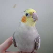 手乗りオカメインコ　シナモンパールの男の子　ヒナ餌卒業済