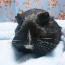 シェルティモルモット　男の子