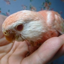手乗りアキクサインコ　ルビノーヒナ！