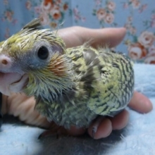 手乗りオカメインコ　パールのヒナ