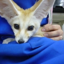 フェネックの女の子