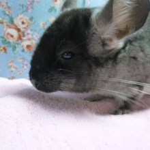 チンチラ　ブラックベルベットの女の子