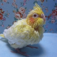 オカメインコ・ルチノーパール