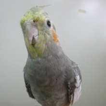 手乗りオカメインコ　ノーマルの男の子　ヒナ餌卒業済