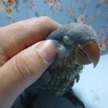 オキナインコ・ブルー