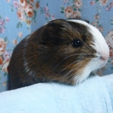 シェルティモルモットの男の子