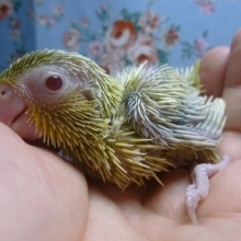 手乗りマメルリハ　アメリカンイエローファローの男の子