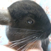 チンチラ　ブラックエボニーの女の子