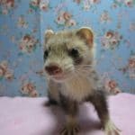 パスバレーフェレット　バタースコッチの女の子！