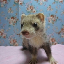 パスバレーフェレット　バタースコッチの女の子！