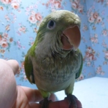 手乗りオキナインコ　ノーマル