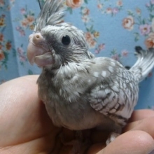 手乗りオカメインコ　ホワイトフェイスパール