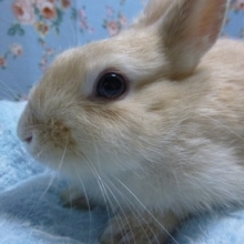 ドワーフラビット　オレンジの男の子