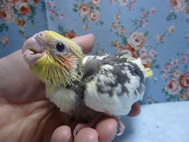 オカメインコ