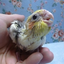 手乗りオカメインコ　パイド！