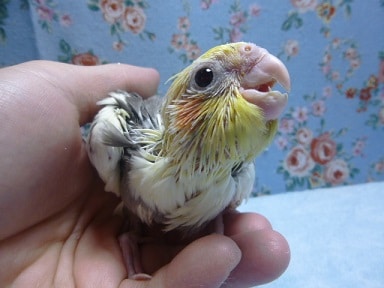 手乗りオカメインコ　パイド！