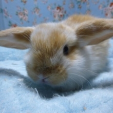 ロップイヤーラビット　オレンジブロークンの女の子