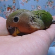 手乗りコザクラインコ　ノーマル