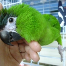 コンゴウインコの仲間｜コミドリコンゴウインコ