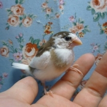 ジュウシマツ（十姉妹）