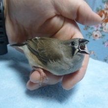 手乗りキンカ鳥
