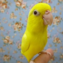 手乗りマメルリハ　アメリカンイエローヘビーパイドファローの女の子　ヒナ餌卒業済