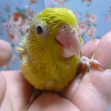 手乗りマメルリハ　パステルミスティダークグリーンの男の子