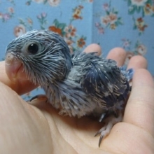 手乗りマメルリハ　コバルトの男の子