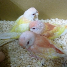 アキクサインコ　ルビノー　ルチノー入舎