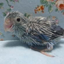 手乗りマメルリハ　コバルトの女の子