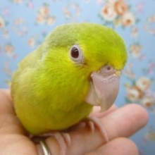 マメルリハ・シナモンイエローファロー