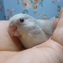 マメルリハ・アゲイトブルー