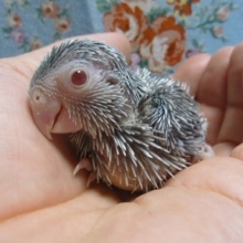 手乗りマメルリハ　ブルーファローの男の子