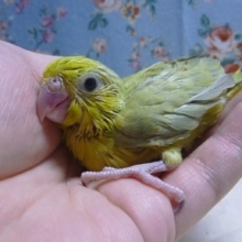 手乗りマメルリハ　パステルミスティダークグリーンの男の子！