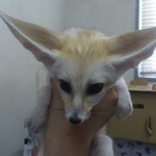 フェネックが厚木にやって来る！！！！！