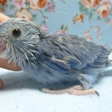 手乗りマメルリハ　コバルトの女の子！