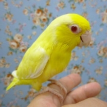 マメルリハ・ルチノー