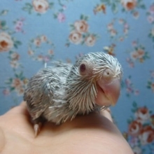 手乗りマメルリハ　ブルーファローの女の子