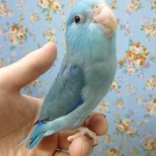 手乗りマメルリハ　ブルーの男の子　ヒナ餌卒業済